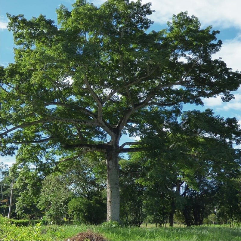 Apadrina un árbol de Ceiba Sé amigo del Planeta Yo Siembro