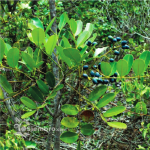 Apadrina un árbol de Aceituno